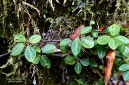 Peperomia tetraphylla.pourpier marron .piperaceae.indigène Réunion.