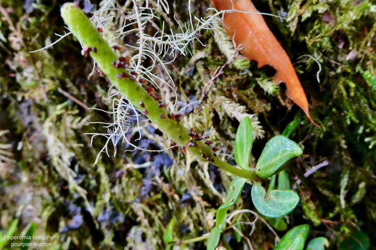 Peperomia tetraphylla.pourpier marron .piperaceae.indigène Réunion. (1)