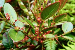 Phyllanthus phyllireifolius  Bois  de  négresse  .phyllanthaceae.endémique Réunion Maurice.