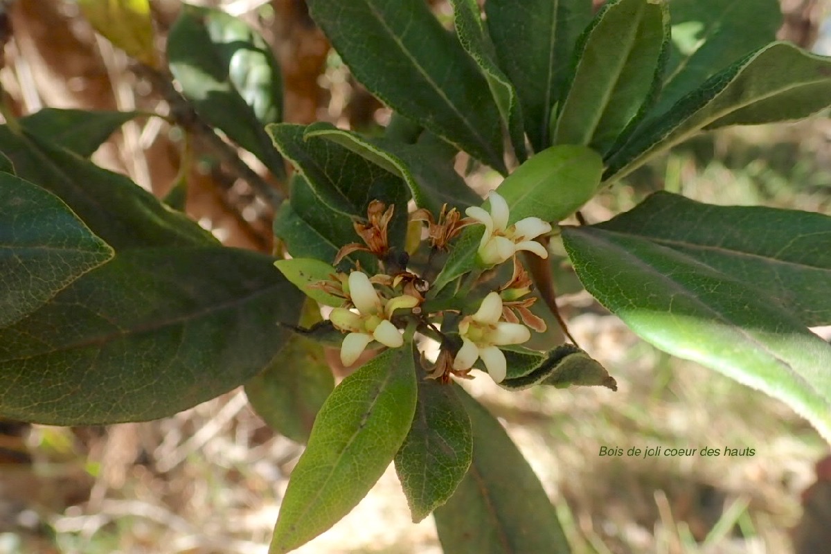 Pittosporum senacia var reticulatum Bois de joli coeur  des hauts Pittosporaceae I ndigène La Réunion 63
