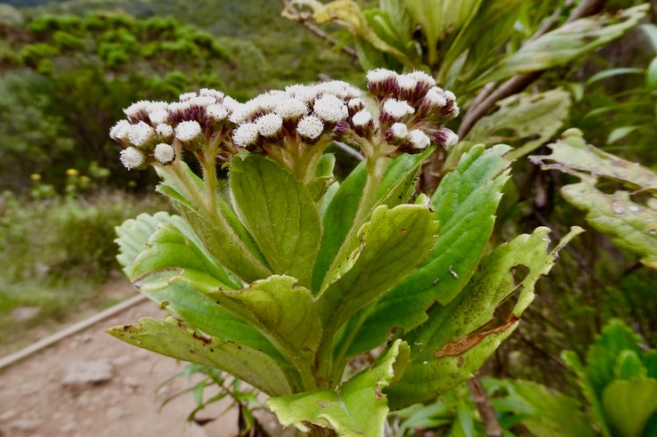 Psiadia boivinii  Tabac marron asteraceae. Endémique Réunion