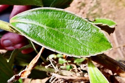 Psiadia montana.bois marron. ? ? asteraceae.endémique Réunion. (2)