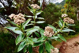 Psiadia montana.bois marron. ? ? asteraceae.endémique Réunion.