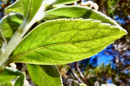 Psiadia montana.bois marron.asteraceae. ? ? endémique Réunion. (1)