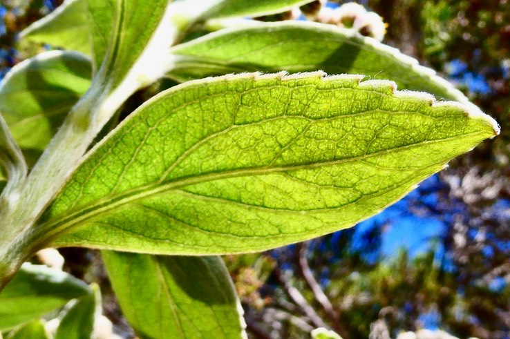 Psiadia montana.bois marron.asteraceae. ? ? endémique Réunion. (1)