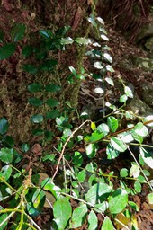 Scutia myrtina.bois de sinte.rhamnaceae.indigène Réunion