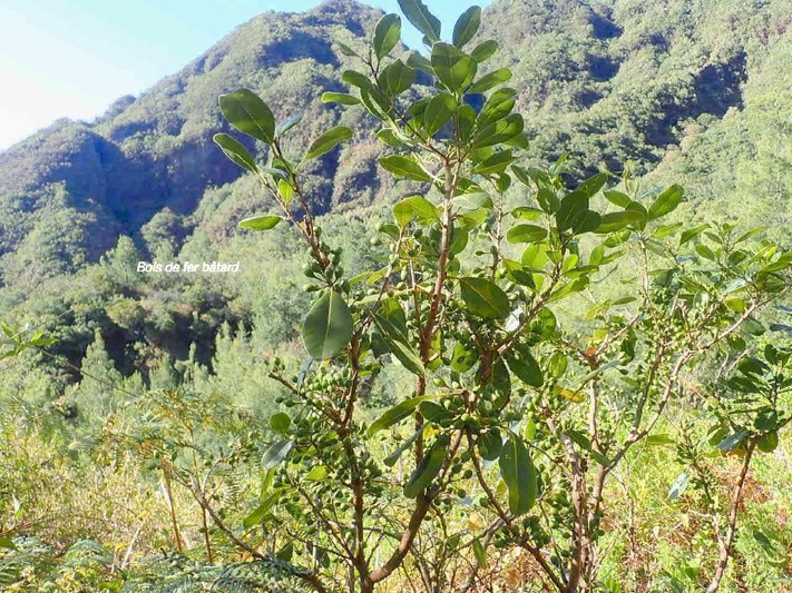 Sideroxylon borbonicum Bois de fer bâtard Sapotaceae Endémique La Réunion 