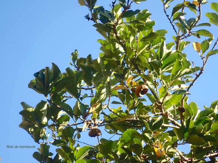Tambourissa elliptica Bois de bombarde M onimiaceae Endémique La Réunion 76