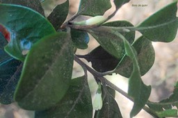 Turraea monticola ? bois de quivi Meliaceae  Endémique la Réunion 37