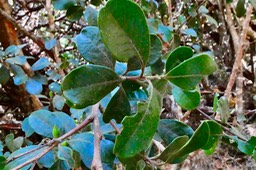 Turraea ovata  Bois  de  quivi .petit quivi ?? meliaceae.endémique Réunion Maurice. jpeg