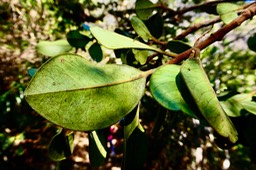 Turraea ovata  Bois  de  quivi .petit quivi .? ? meliaceae.endémique Réunion Maurice.