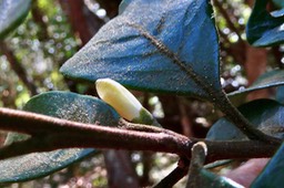 Turraea ovata  Bois  de  quivi .petit quivi ? ? meliaceae.endémique Réunion Maurice. jpeg