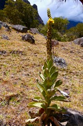 Verbascum thapsus.molène.bouillon blanc.scrophulariaceae.espèce envahissante (1)