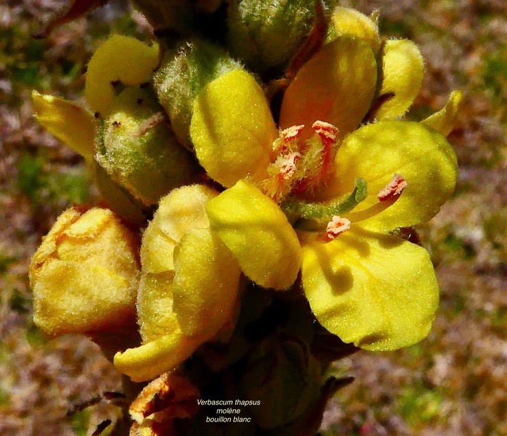 Verbascum thapsus.molène.bouillon blanc.( fleur ) scrophulariaceae.espèce envahissante
