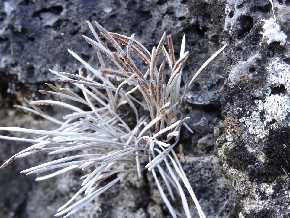 Actiniopteris australis - PTERIDACEAE - Endémique Réunion, Maurice - DSC01683