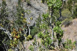 Antidesma madagascariense - Bois de Cabri blanc - PHYLLANTHACEAE - Indigène Réunion - 