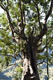 Cassine orientalis - Bois Rouge - CELASTRACEAE - Endémique Mascareignes - MAB_8104
