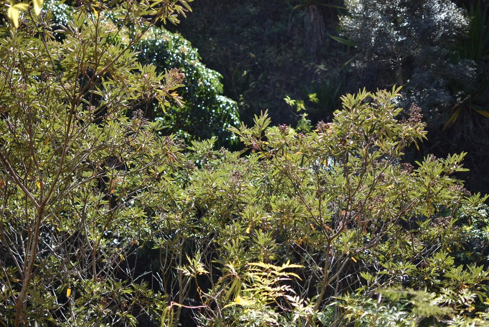 Cossinia pinnata - Bois de Judas - SAPINDACEAE - Endémique Réunion, Maurice - 