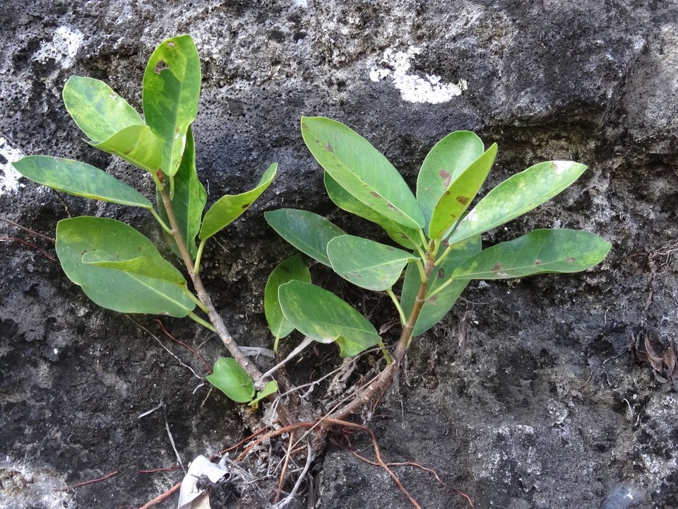 Ficus reflexa - Affouche petites feuilles - MORACEAE - Indigène Réunion - 