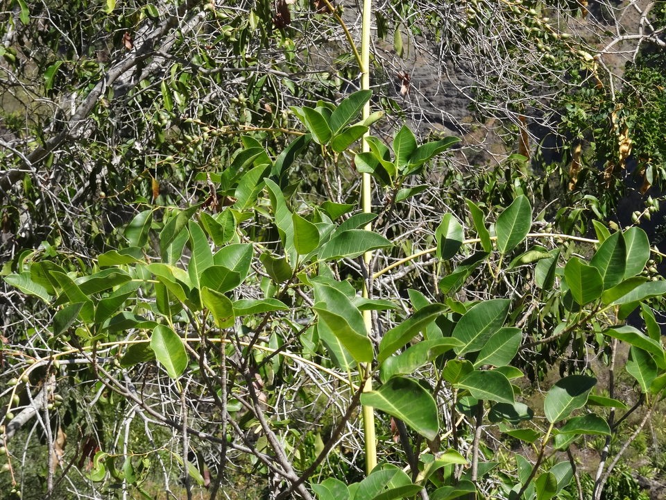 Ficus rubra - Affouche à grandes feuilles - MORACEAE - Indigène Réunion - 