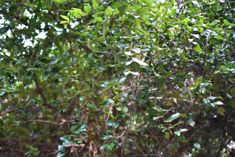 Grangeria borbonica - Bois de punaise - CHRYSOBALANACEAE - Endémique Réunion, Maurice - MAB_8131