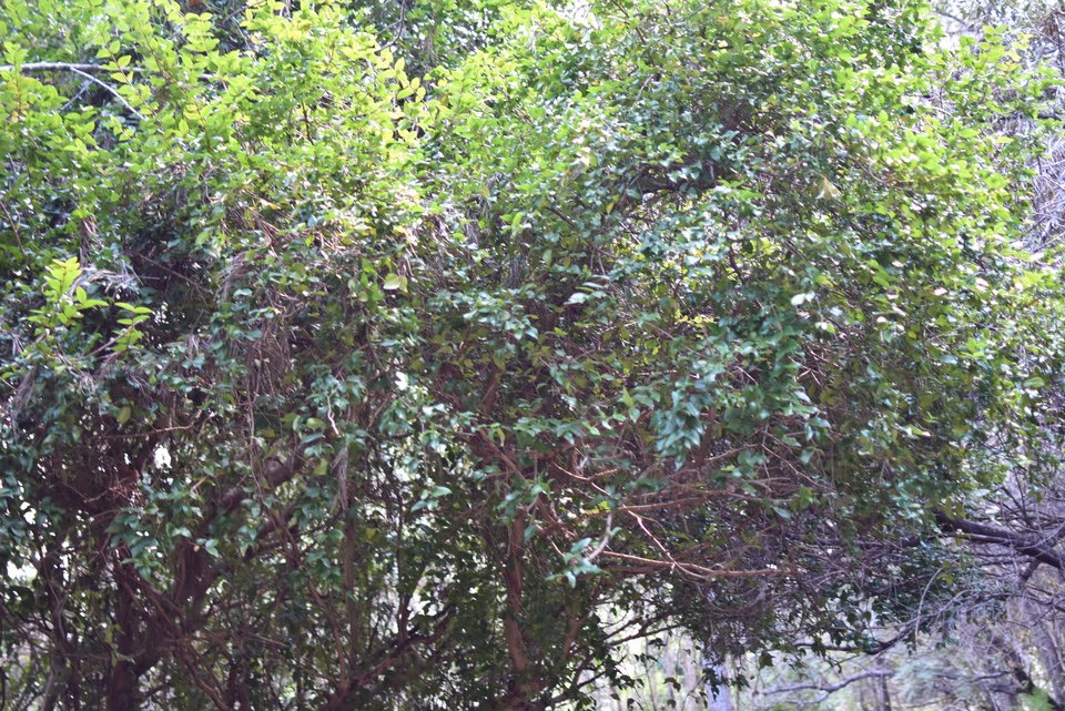Grangeria borbonica - Bois de punaise - CHRYSOBALANACEAE - Endémique Réunion, Maurice - MAB_8130
