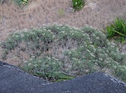 Monarrehenus salicifolius - Bois de Paille-en-queue - ASTERACEAE - Endémique Réunion, Maurice - 