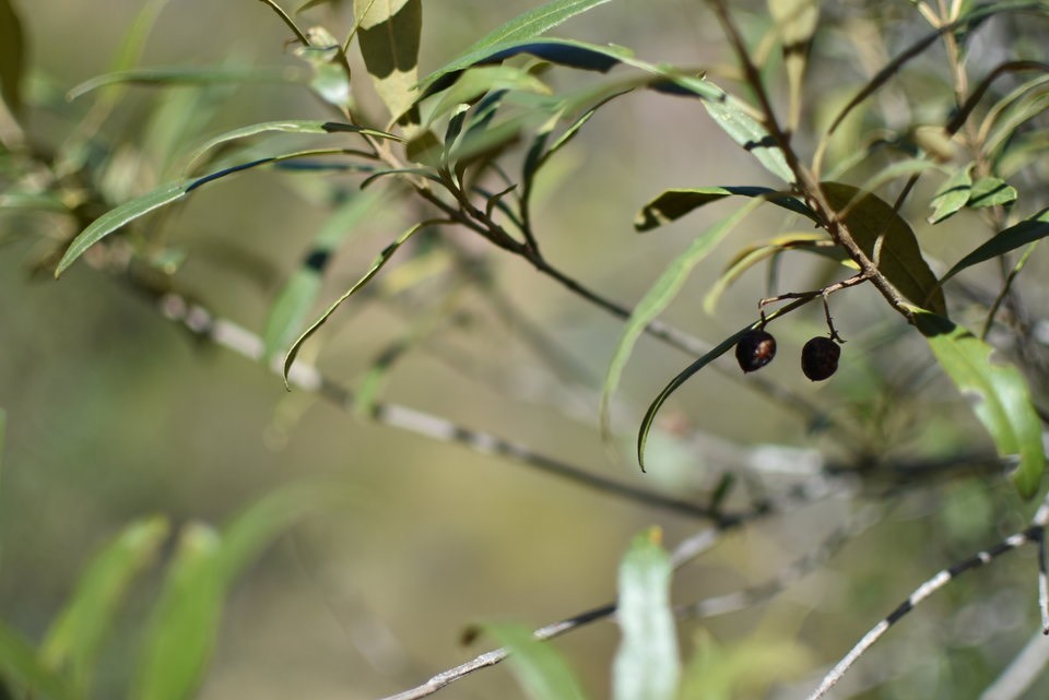 Olea europaea subsp. cuspidata - Bois d'Olive noir - OLEACEAE - Indigène Réunion - MAB_7935
