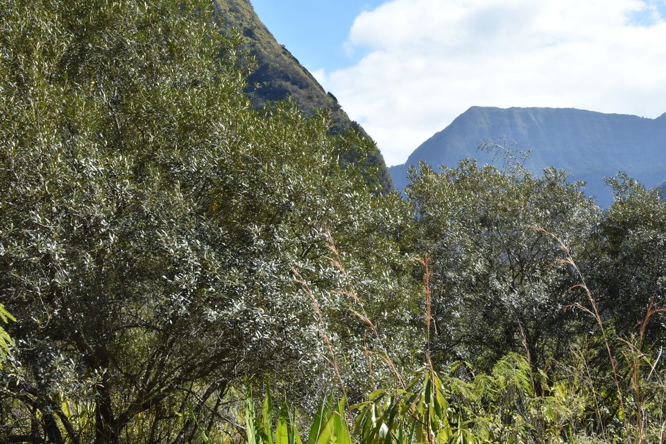Olea europaea subsp. cuspidata - Bois d'Olive noir - OLEACEAE - Indigène Réunion - MAB_7910