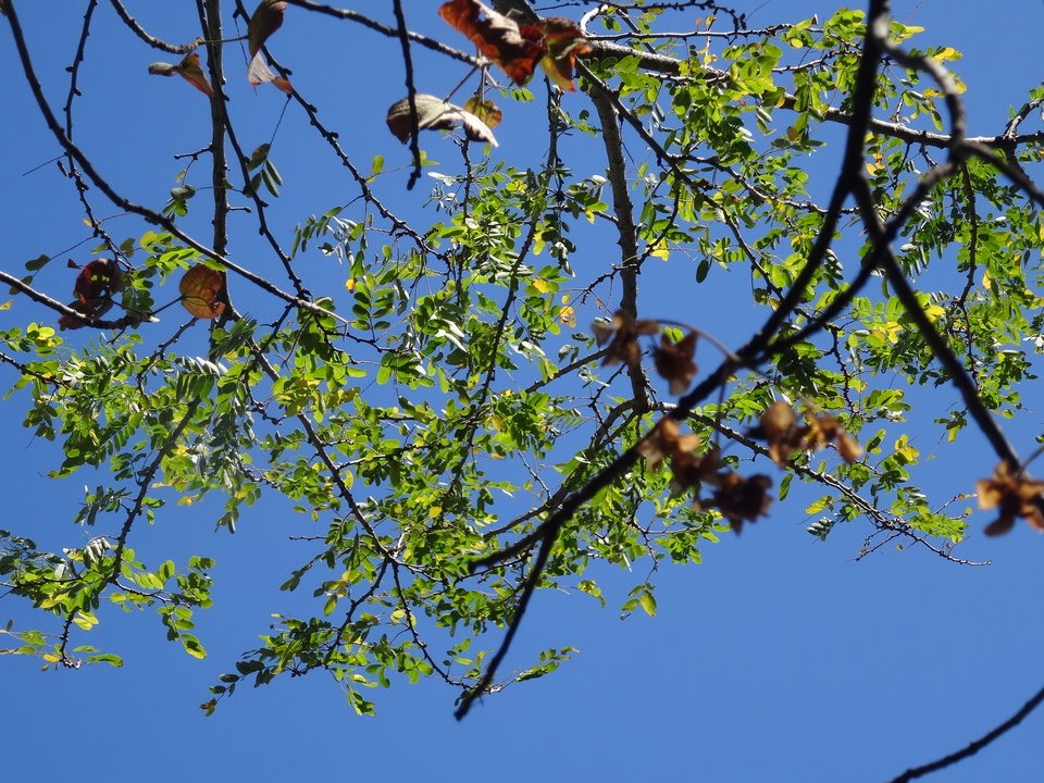 Phyllanthus casticum - Bois de demoiselle - PHYLLANTHACEAE - Indigène Réunion - 