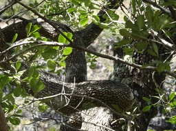 Pleurostyllia pachyphloea - Bois d'Olive gros peau - CELASTRACEAE - Endémique Réunion - 