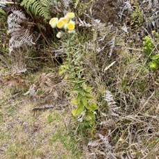 11. Helichrysum foetidum Immortelle fétide Asteraceae E E.jpeg