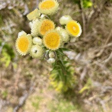 13. Helichrysum foetidum Immortelle fétide Asteraceae E E.jpeg