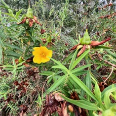4. Hypericum lanceolatum angustifolium - Fleur jaune des hauts - endémique de La Réunion.jpeg