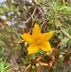 7. Hypericum lanceolatum angustifolium - Fleur jaune des hauts - endémique de La Réunion.jpeg