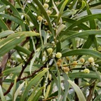 Acacia heterophylla.tamarin des hauts.( rameau fleuri ) fabaceae.endémique Réunion..jpeg