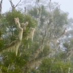 Acacia heterophylla.tamarin des hauts.fabaceae.endémique Réunion.dans le brouillard et envahi par Usnea barbata.usnée barbue.barbe de Saint Antoine.parmeliaceae.jpeg