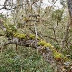 Branche de tamarin des hauts recouverte de mousse,lichens et fougères.jpeg