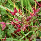Geranium robertianum.herbe à Robert.( fruits en forme de bec de grue ) geraniaceae.espèce envahissante.jpeg