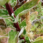 Helichrysum foetidum.immortelle du Cap.( feuilles )  asteraceae.amphinaturalisé..jpeg