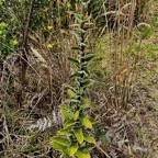 Helichrysum foetidum.immortelle du Cap.asteraceae.amphinaturalisé..jpeg