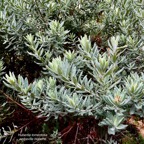 Hubertia tomentosa. ambaville blanche.asteraceae.endémique Réunion..jpeg