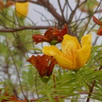 Hypericum lanceolatum subsp angustifolium. fleur jaune des hauts.hypericaceae.endémique Réunion. (1).jpeg