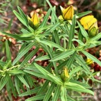 Hypericum lanceolatum subsp angustifolium. fleur jaune des hauts.hypericaceae.endémique Réunion. (2).jpeg
