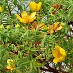 Hypericum lanceolatum subsp angustifolium. fleur jaune des hauts.hypericaceae.endémique Réunion..jpeg