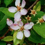 Malus sp. pommier .( fleurs ) rosaceae..jpeg