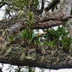 petit jardin d'orchidées au creux  des branches d'un vieux tamarin.jpeg