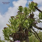 Psiadia anchusifolia.tabac marron.asteraceae;endémique Réunion (1).jpeg