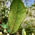 Turraea ovata  Bois  de  quivi .petit quivi .( feuille à marge révolutée et boutons floraux ) meliaceae.endémique Réunion Maurice..jpeg