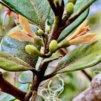 Turraea ovata  Bois  de  quivi .petit quivi .meliaceae.endémique Réunion Maurice. (2).jpeg